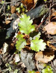 Fuscospora fusca: seedling.
 Image: K.A. Ford © Landcare Research 2016 CC BY 3.0 NZ